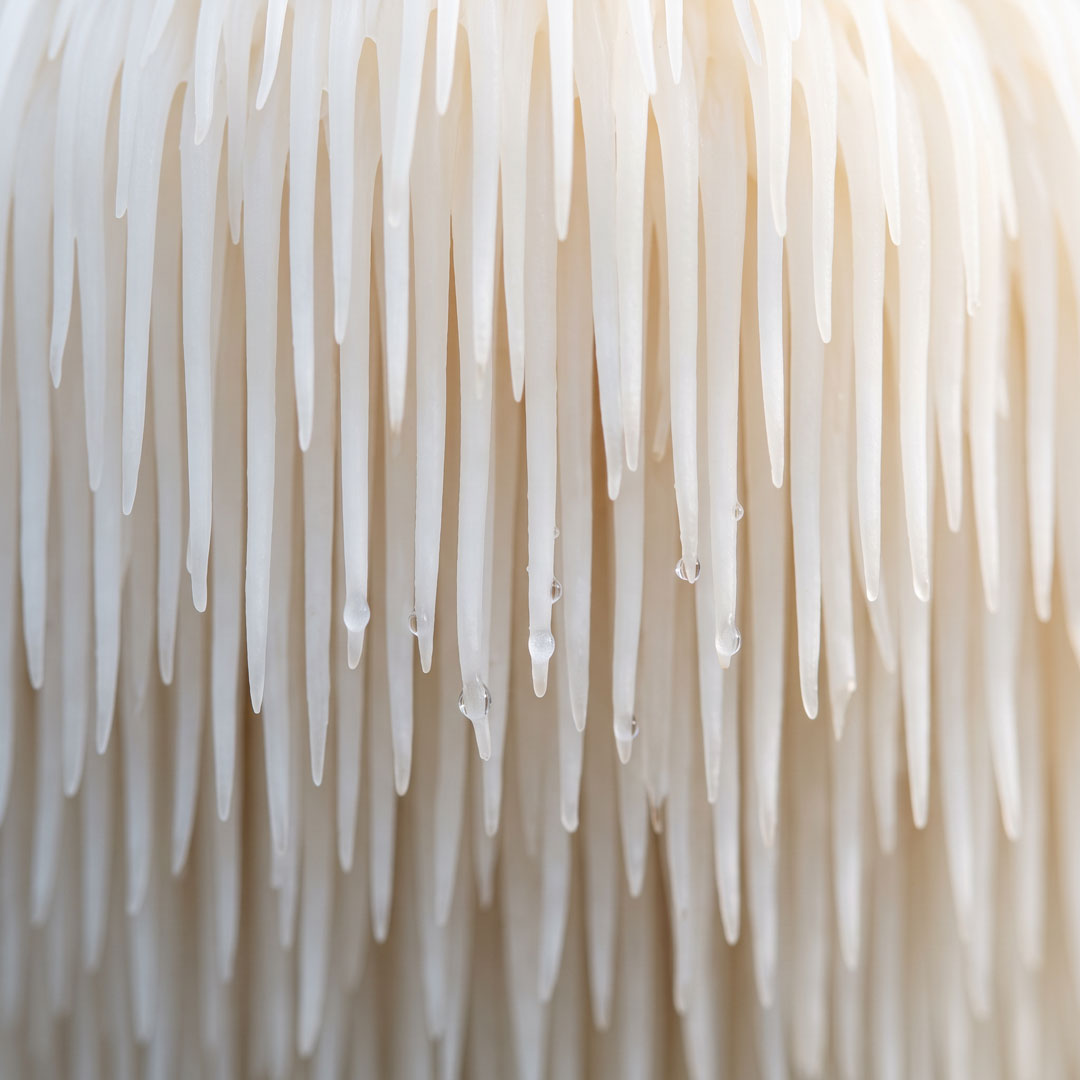 Hericium - tinktúra