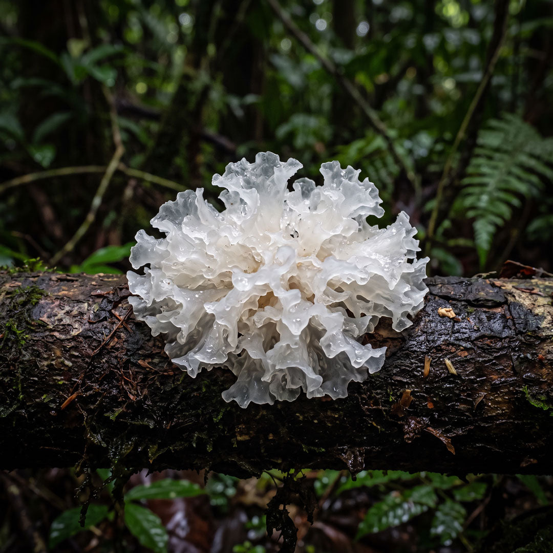 Tremella fuciformis — snehová huba rastúca na dreve v tropickom lese